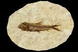 Fossil Fish (Knightia) With Floating Frame Case #109565-1